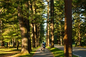 Enjoy a peaceful stroll through Saratoa Spa State Park